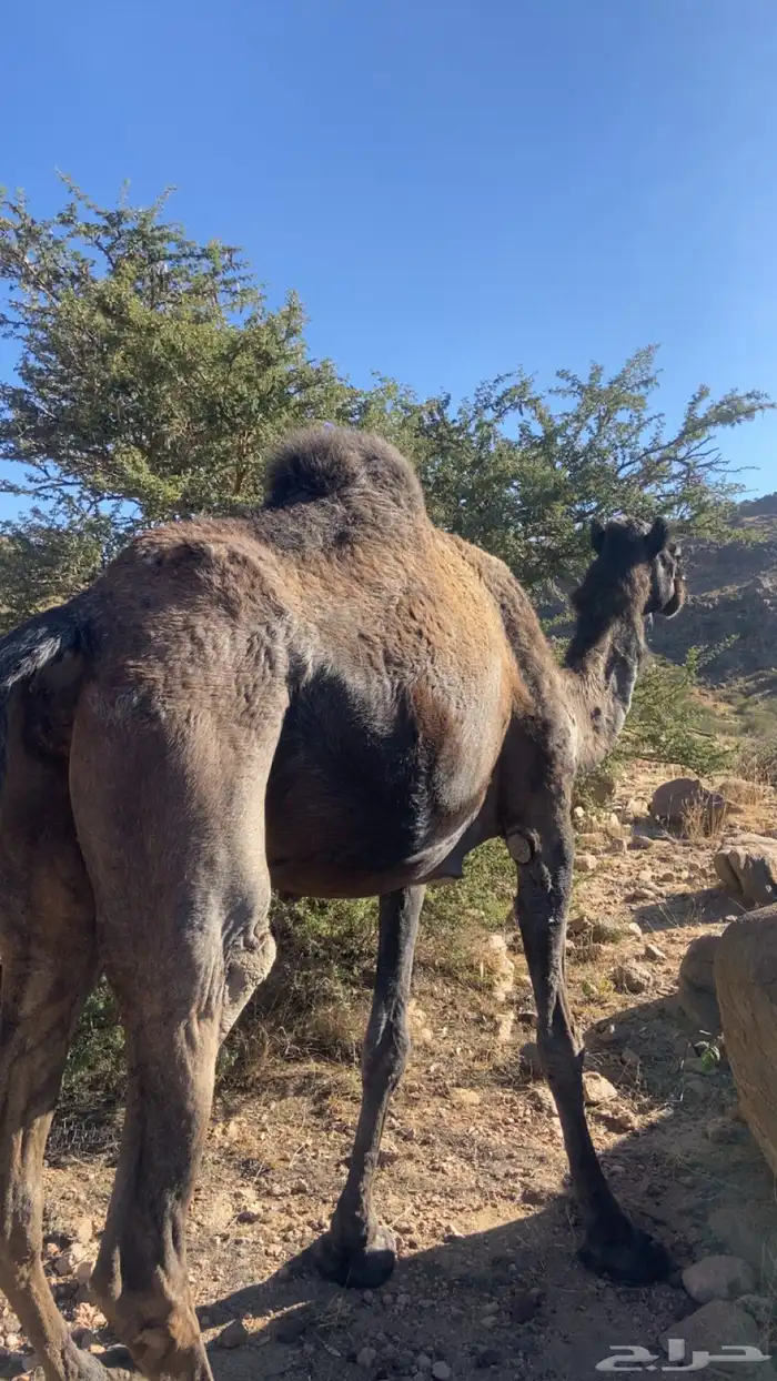 ناقه مجهم عربيه لقاح في 6 شهور 7