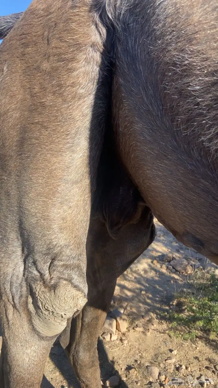 ناقه مجهم عربيه لقاح في 6 شهور 6