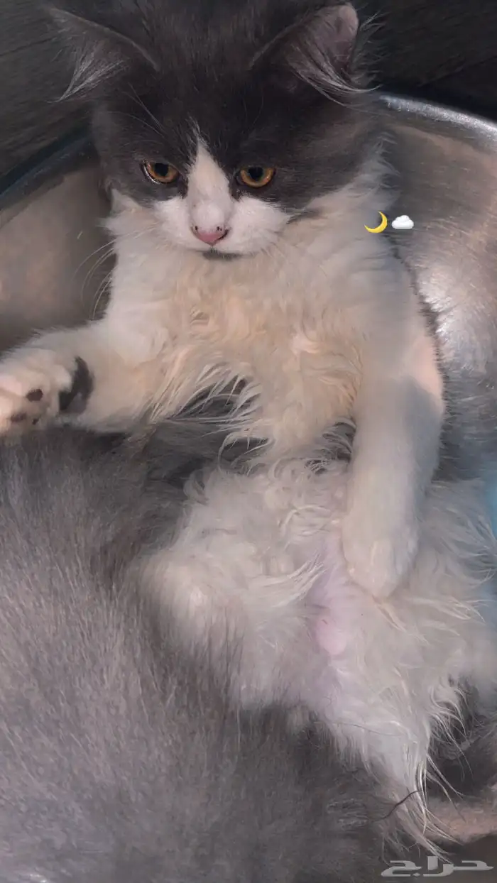 قطط شيرازي 6
