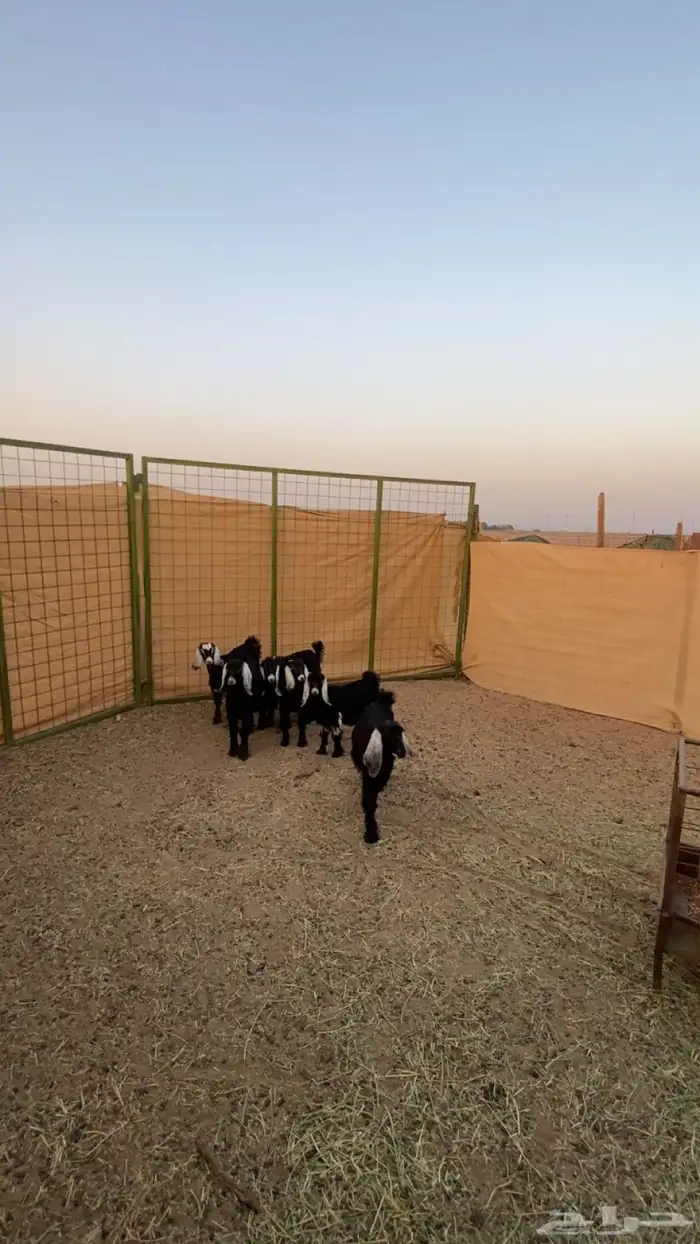 جفار وتيوس عوراض 2