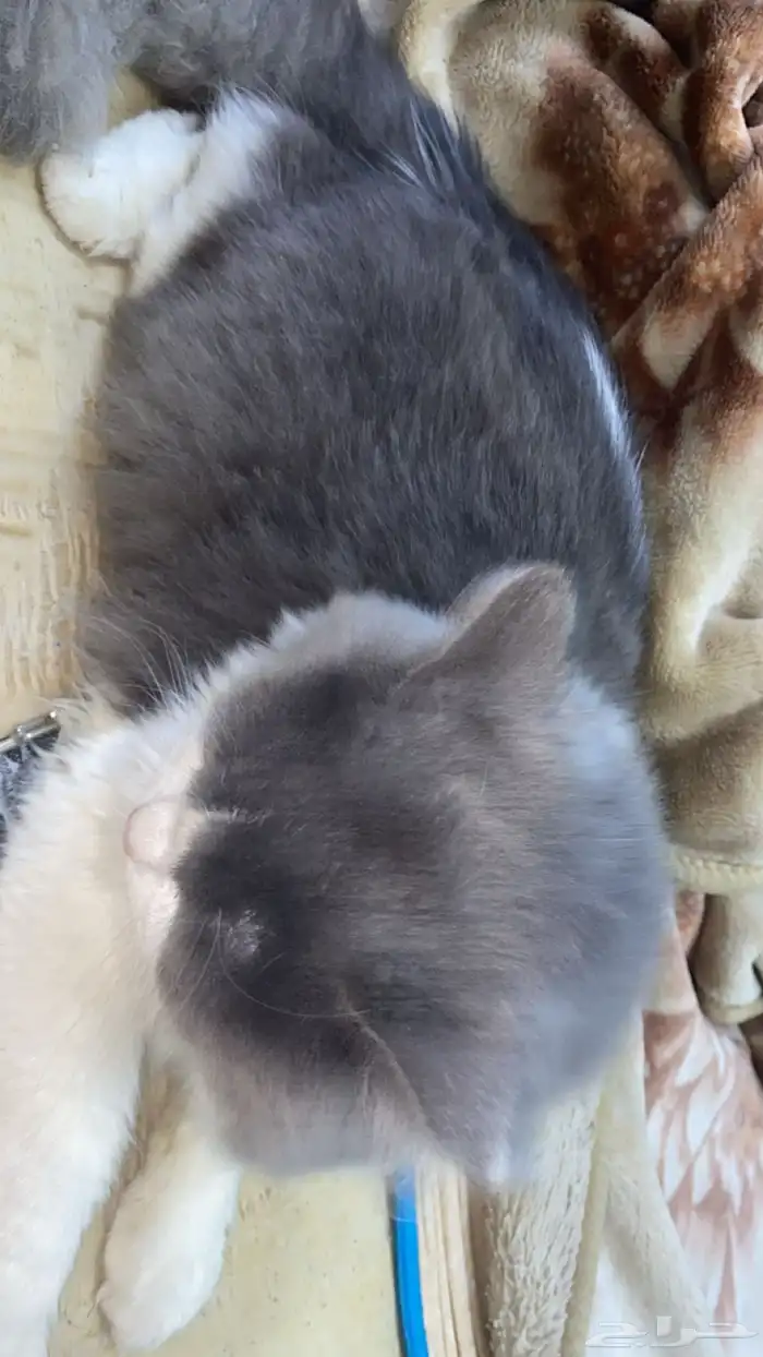 قطط شيرازي 1