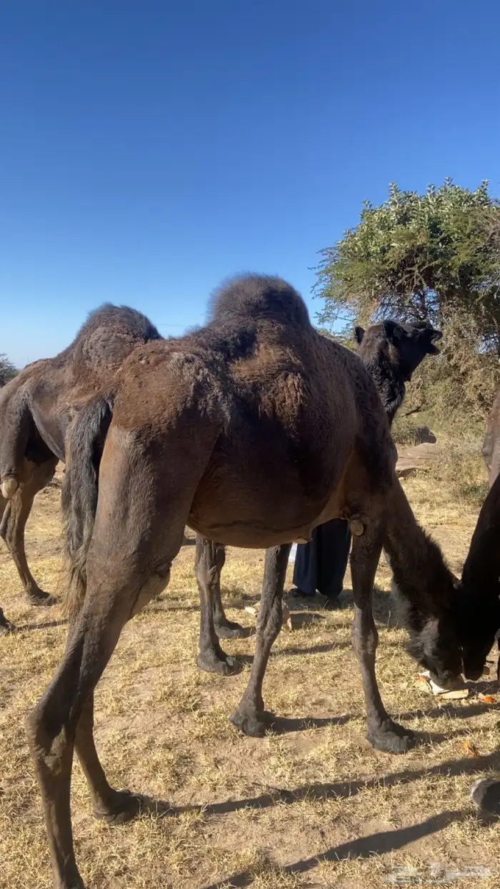 ناقه مجهم عربيه لقاح في 6 شهور 5