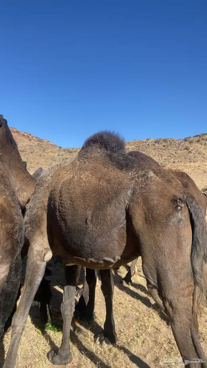 ناقه مجهم عربيه لقاح في 6 شهور 4