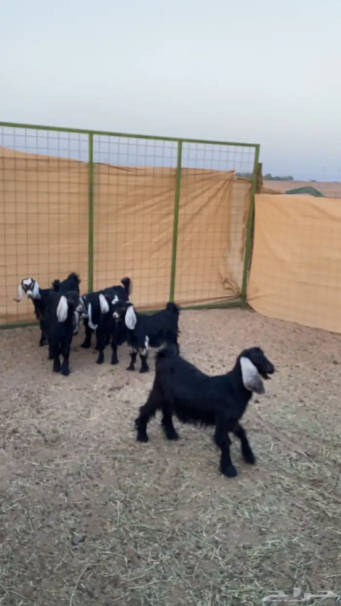 جفار وتيوس عوراض 1