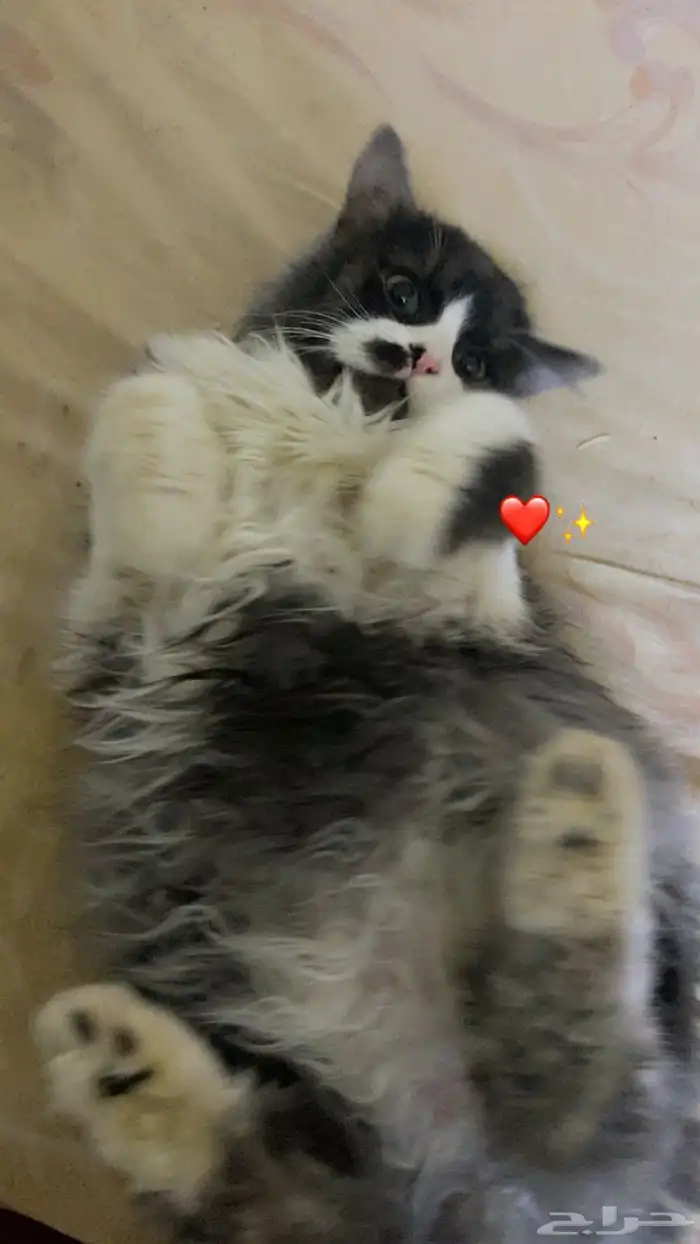 قطط شيرازي 2