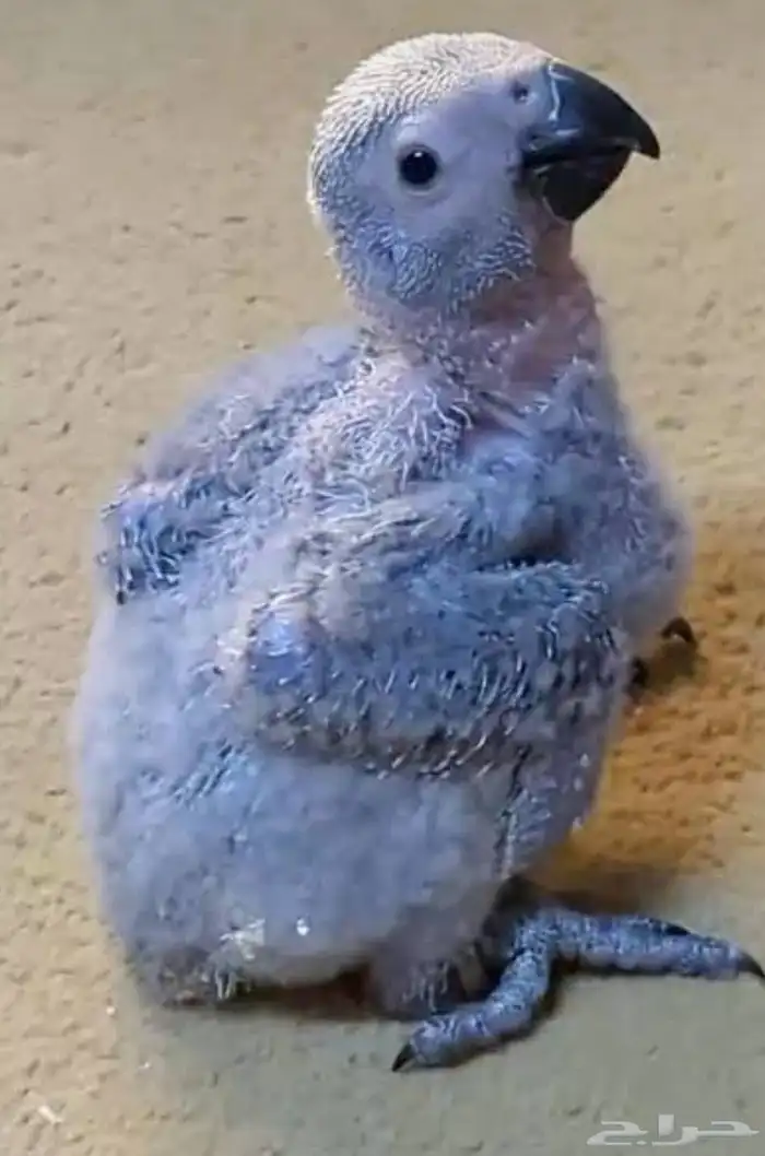 فرخ كاسكو إنتاج محلي للبيع (تم البيع) 0