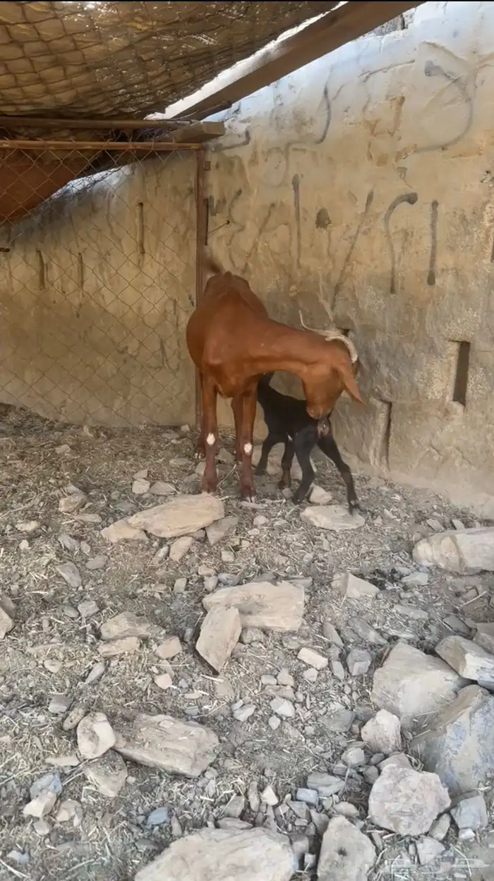 غنز والد تحتها انثي 0