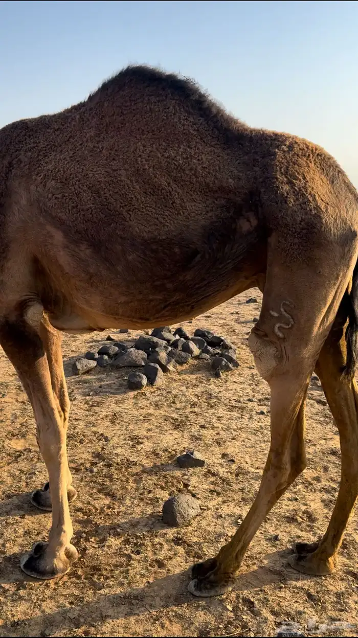 ناقه لقح سديس 0