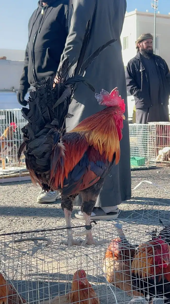 ديك عربي للبيع 1