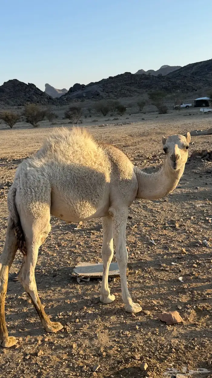 قعود للبيع 2