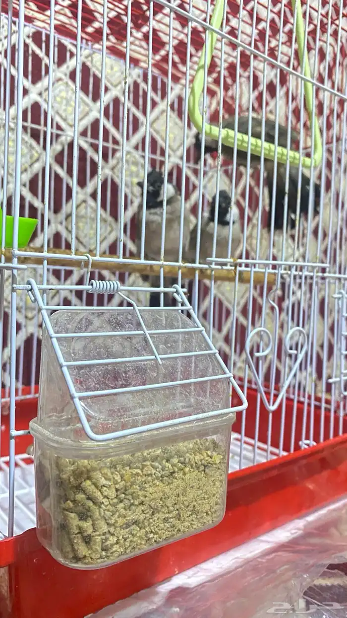 بلابل ثلاث للبيع 2