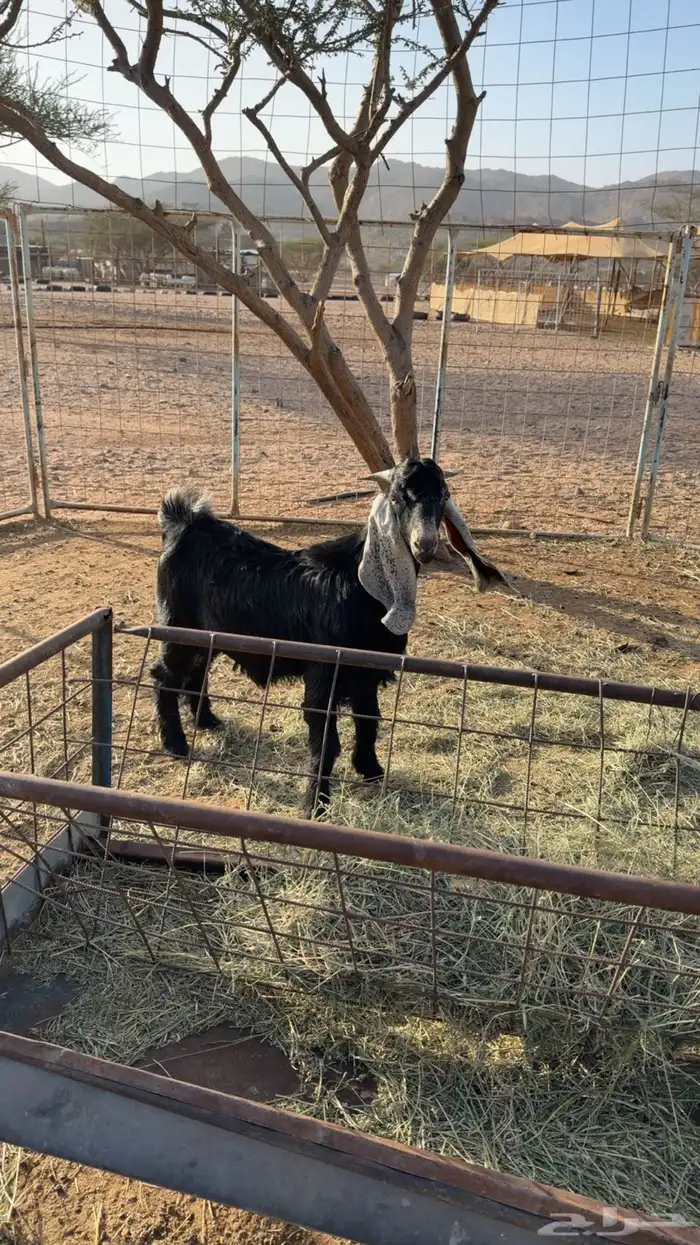 مشروع فحل عارضي 0