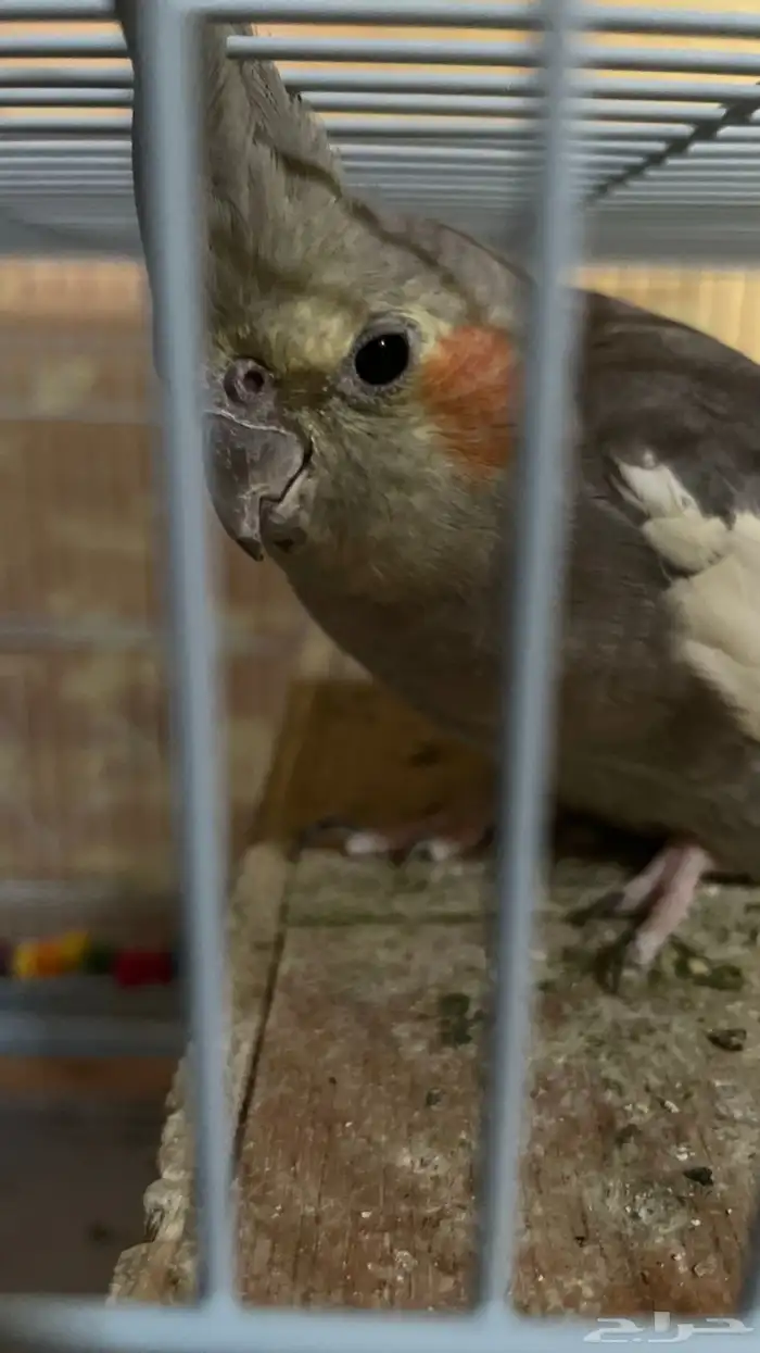 طيور للبيع 1