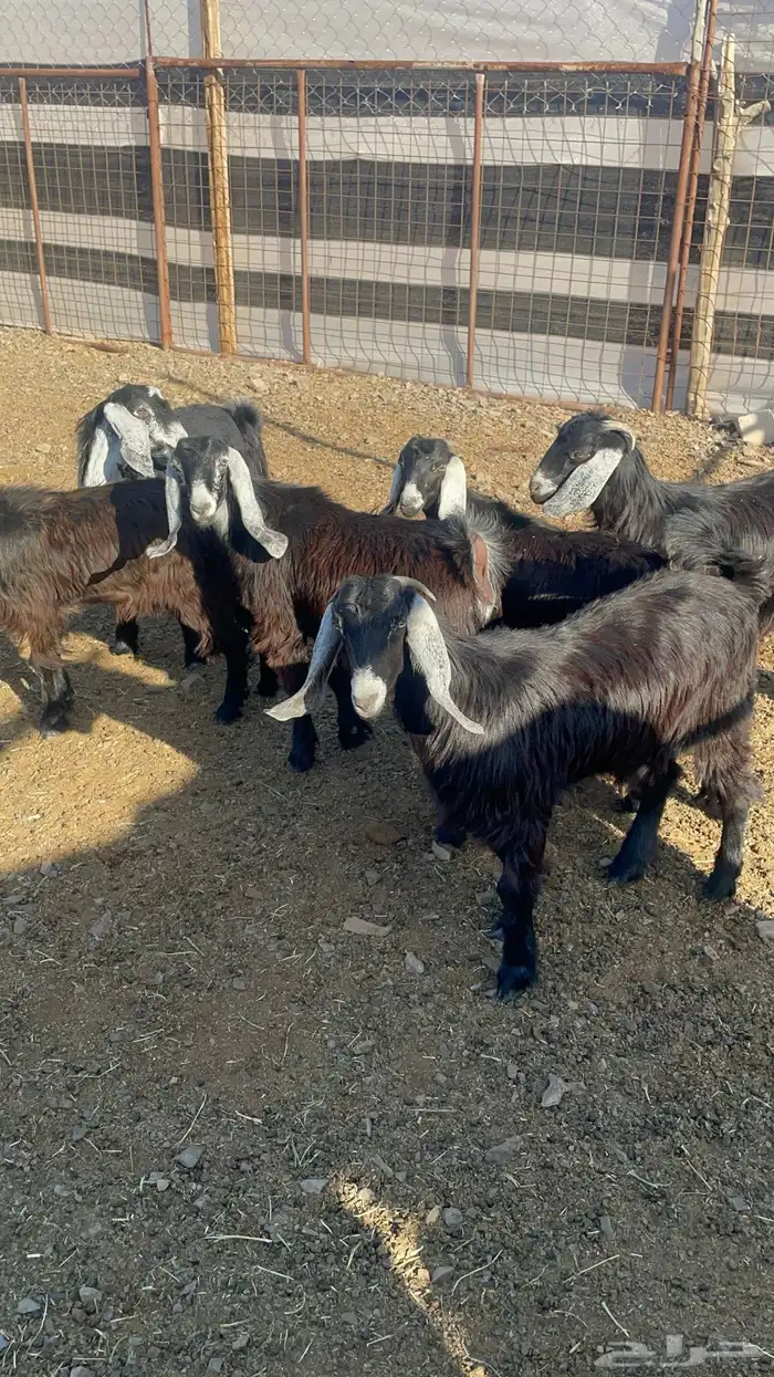 جفار ذبايح او مقنوي طيبات بالحيل(تم البيع) 5