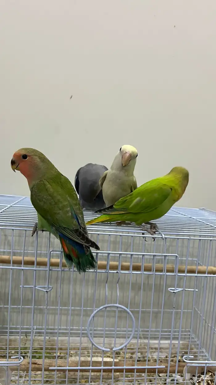 طيور روز جمله 150 تفريد 200 4