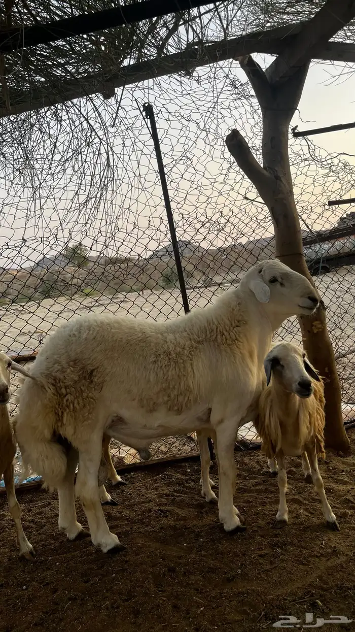 طلي فحل صنف الصنف 0