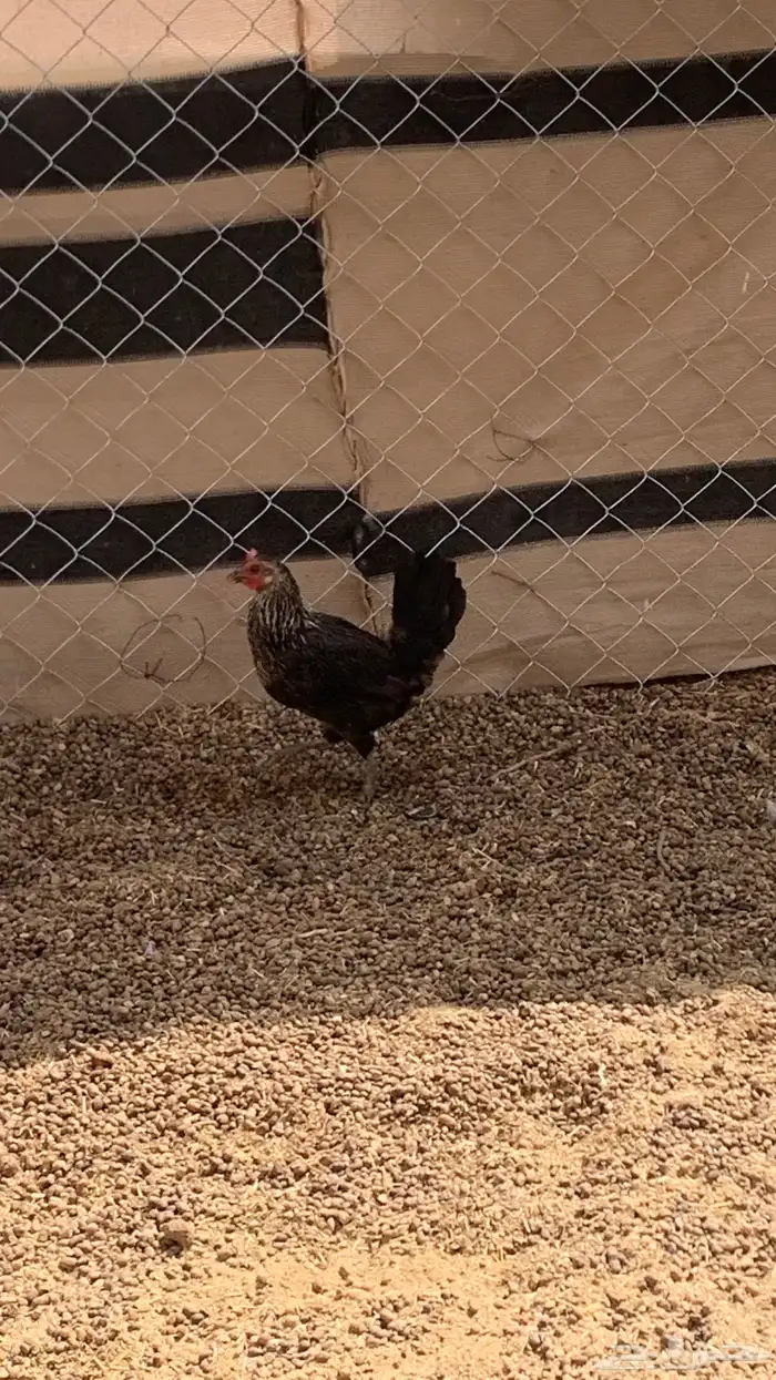 ديك ودجاجتين 1