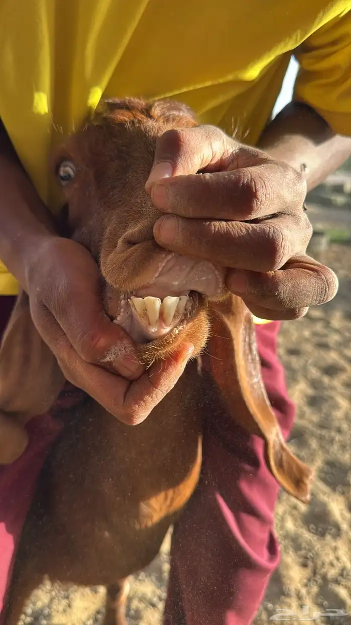 عنز رباع سمين حايل 3