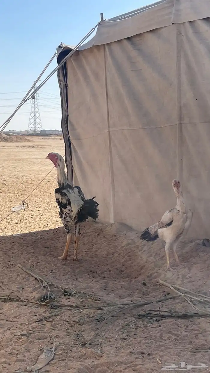 ديك ودجاجه فارسي 0