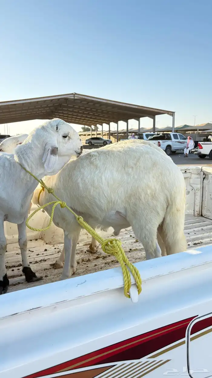 سواكن مرابي فل الفل 1