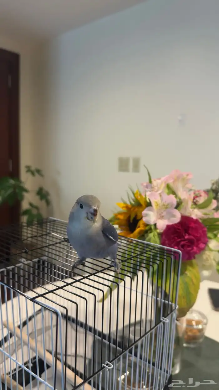 عصفور روز للبيع أليف ومتعود على اسمه 0