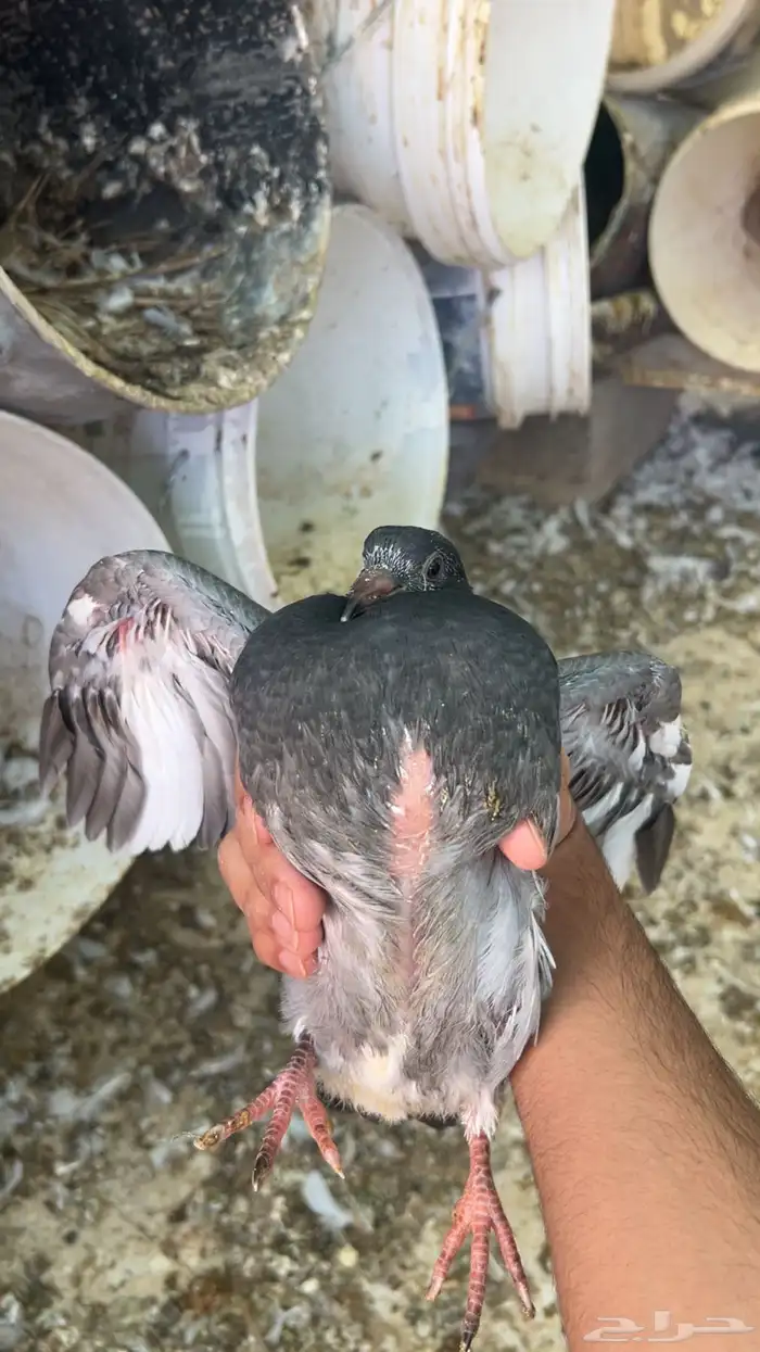 فروخ حمام للبيع فرنسي سلفر زاجل الموقع ببريده 4