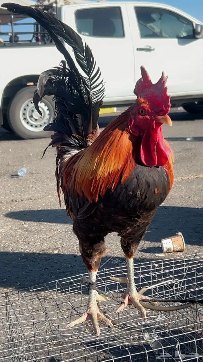 ديك عربي للبيع 0