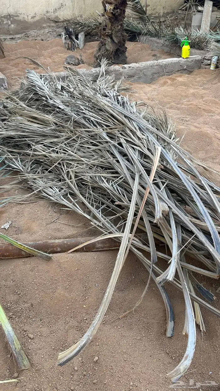 يوجد جريد لضع 2