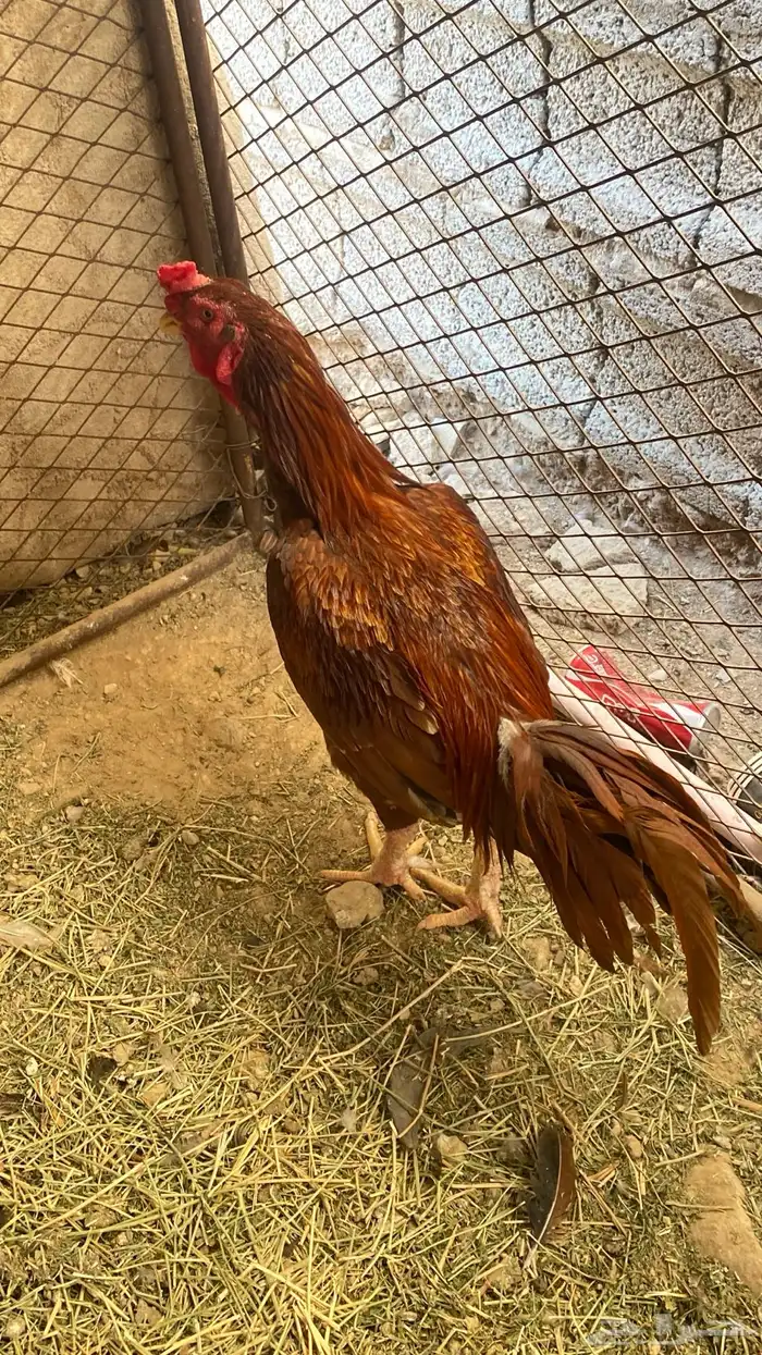 ديك سندي باكستاني 4