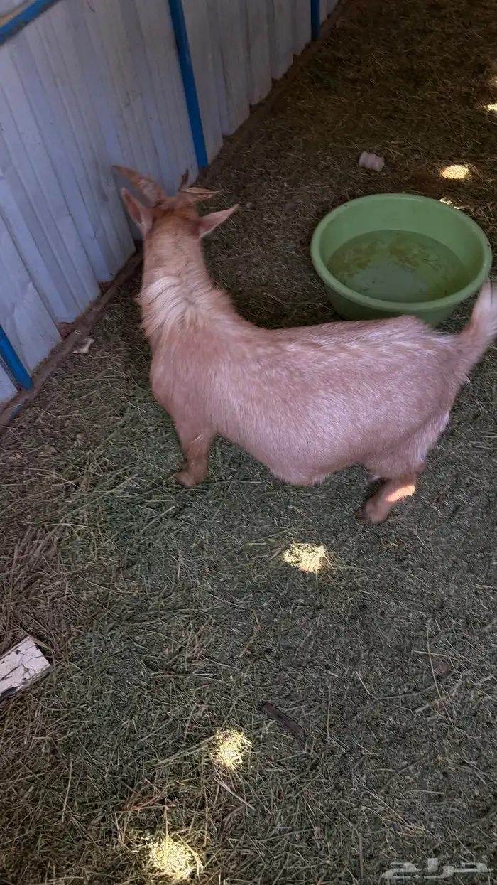 فحيل ماعز قزم 5