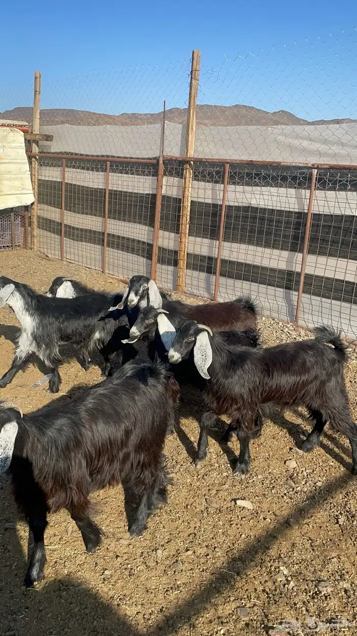 جفار ذبايح او مقنوي طيبات بالحيل(تم البيع) 2