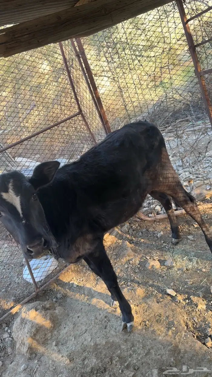 حسيله للبيع 0