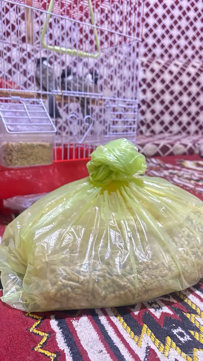 بلابل ثلاث للبيع 5