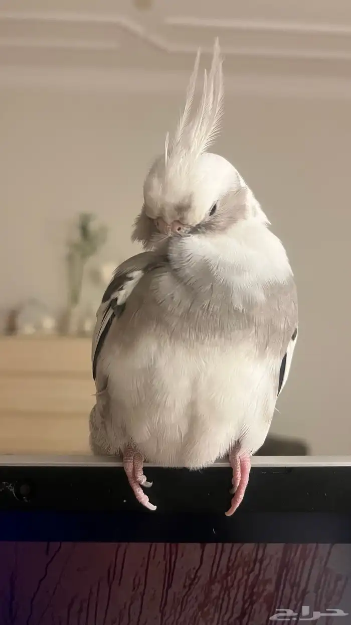 طيور للبيع 3