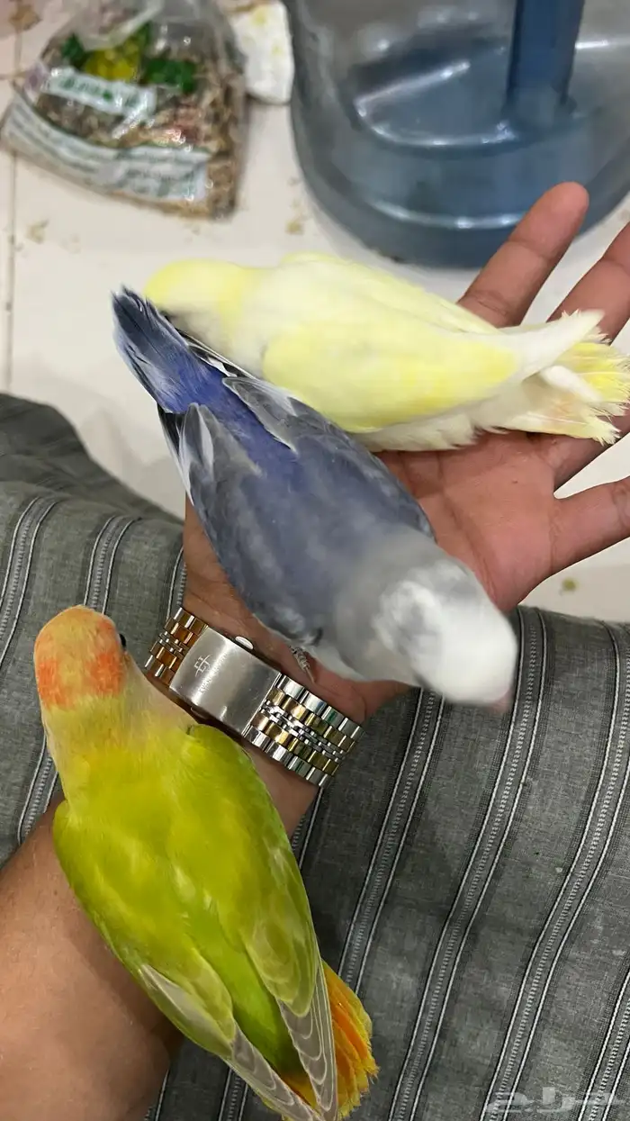 طيور روز جمله 150 تفريد 200 5