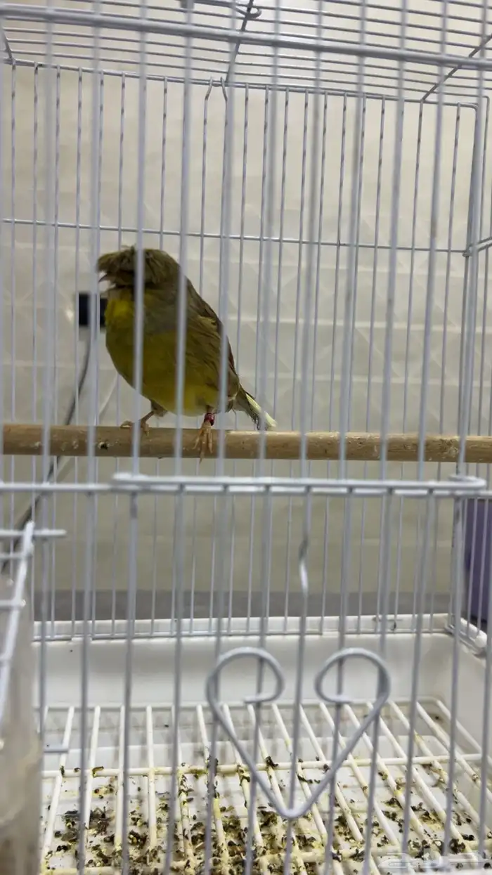 كناري جولستر 0