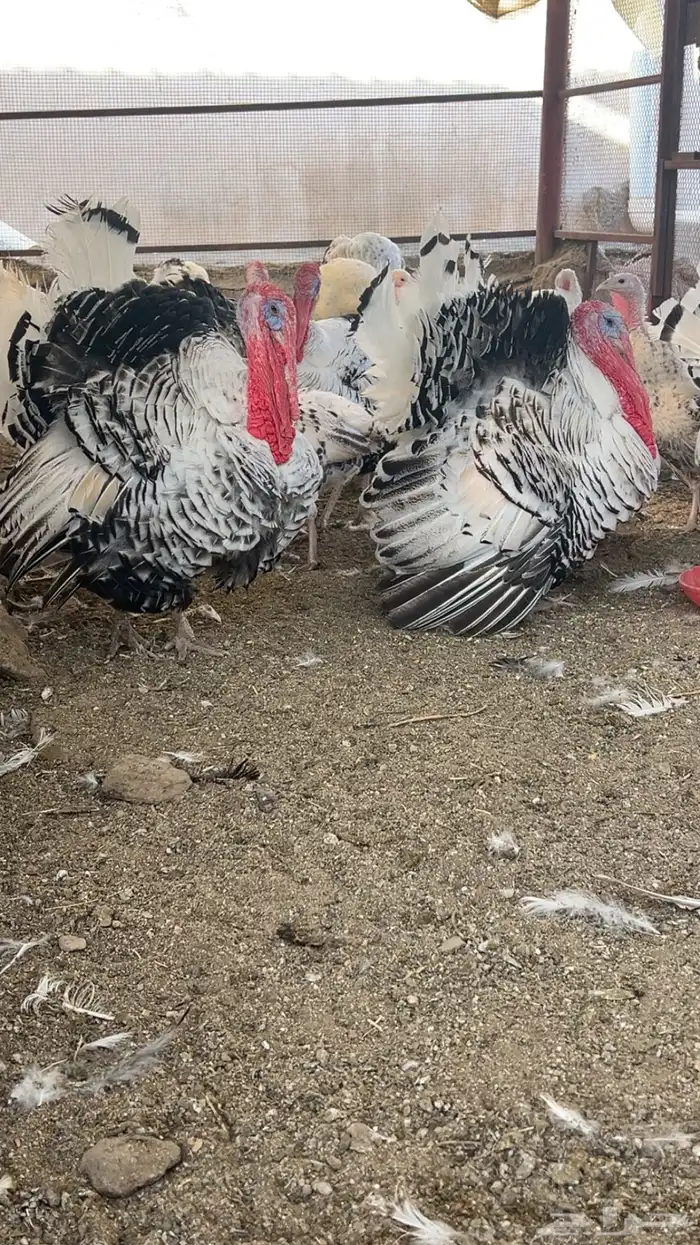 رومي الفراشه رويال منتج شرط 0