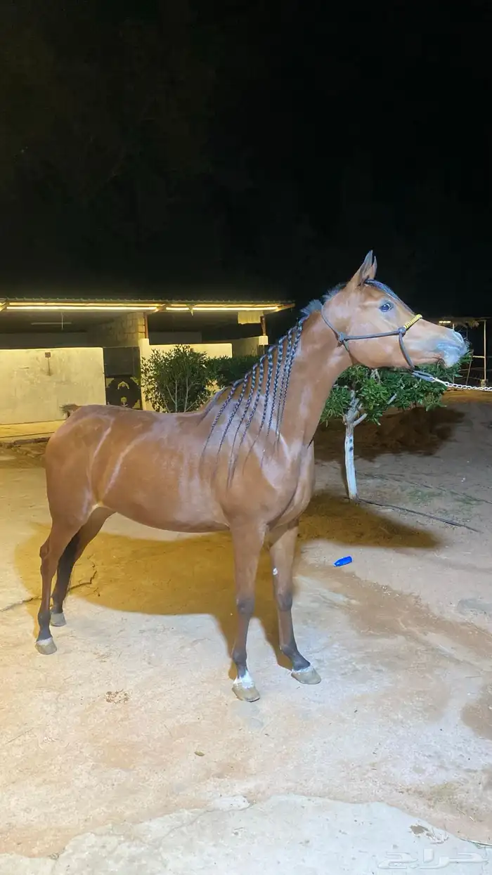 فرس واهو مكس جمال 3