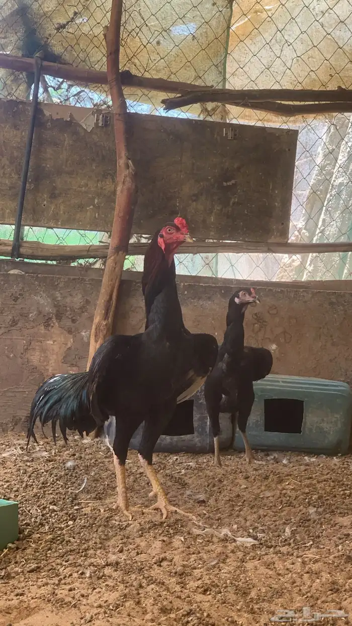 دجاج شامو الماني للبيع 6