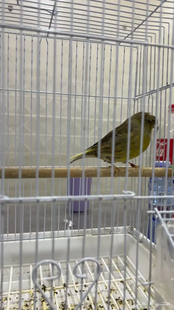 كناري جولستر 3