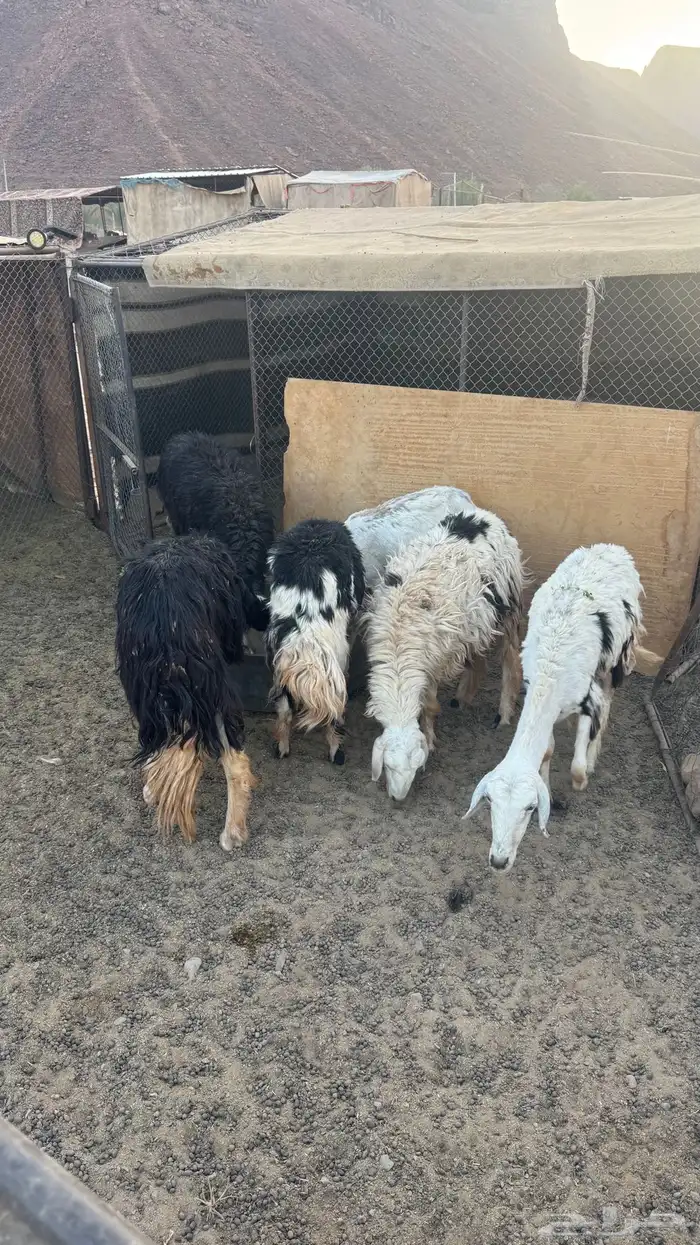 نعاج للبيع 1