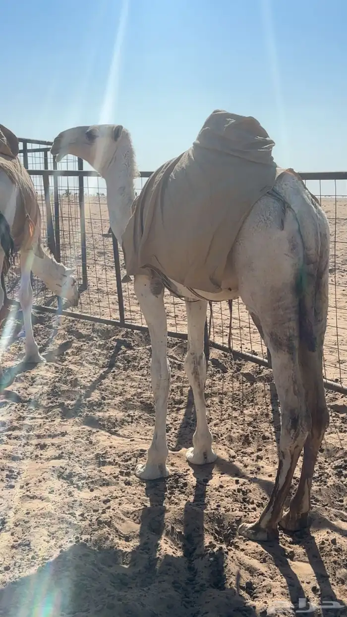 بكره مفروده تماميه 0