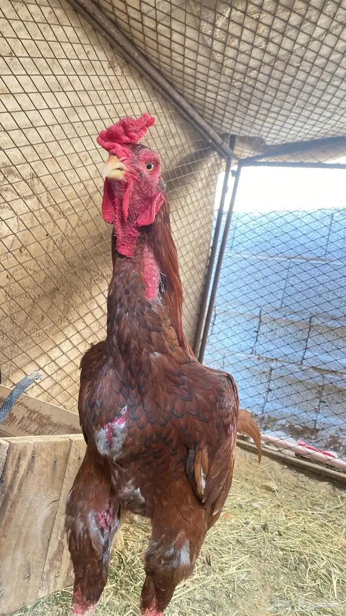 ديك سندي باكستاني 1