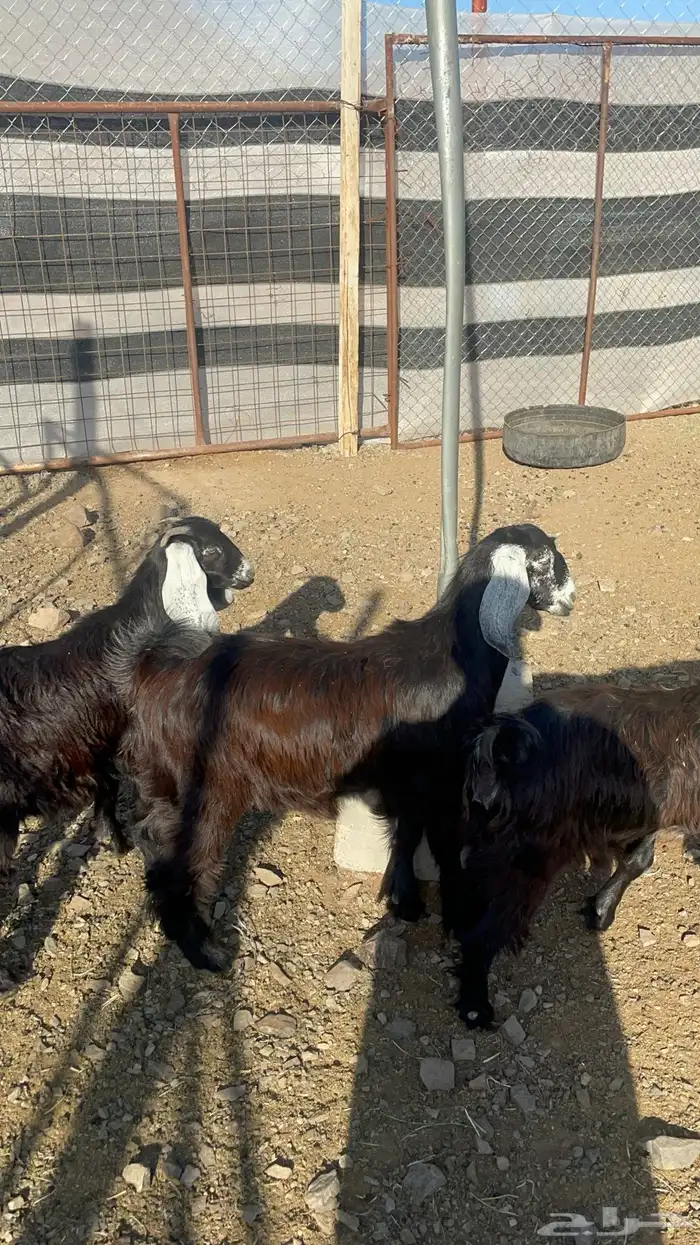 جفار ذبايح او مقنوي طيبات بالحيل(تم البيع) 11