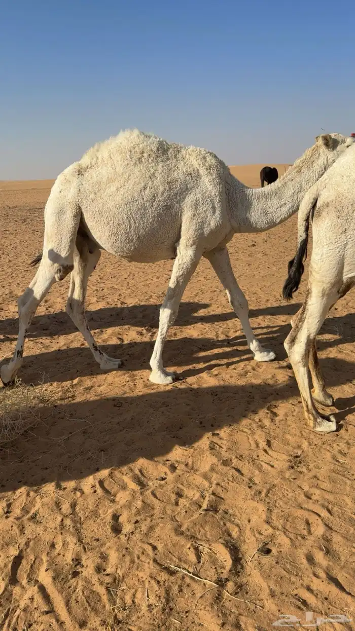 قعود حاشي قصب 1