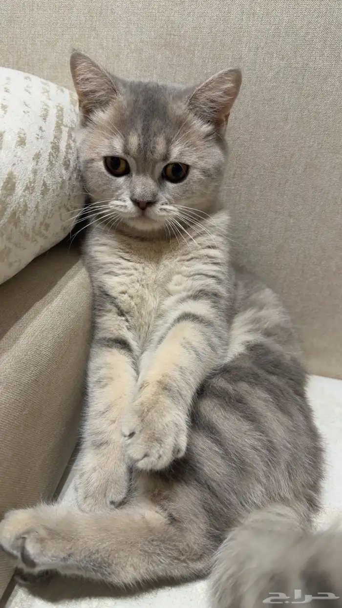 قطو للبيع عمره 4 شهور وماخذه تطعيمه رباعيه ومعه كرت التطعيم 0