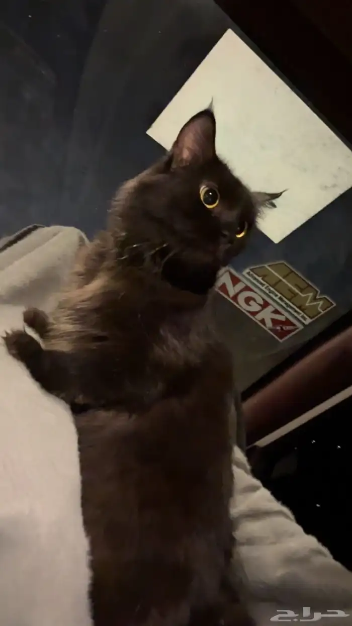 قطة شرازيه للبيع 1