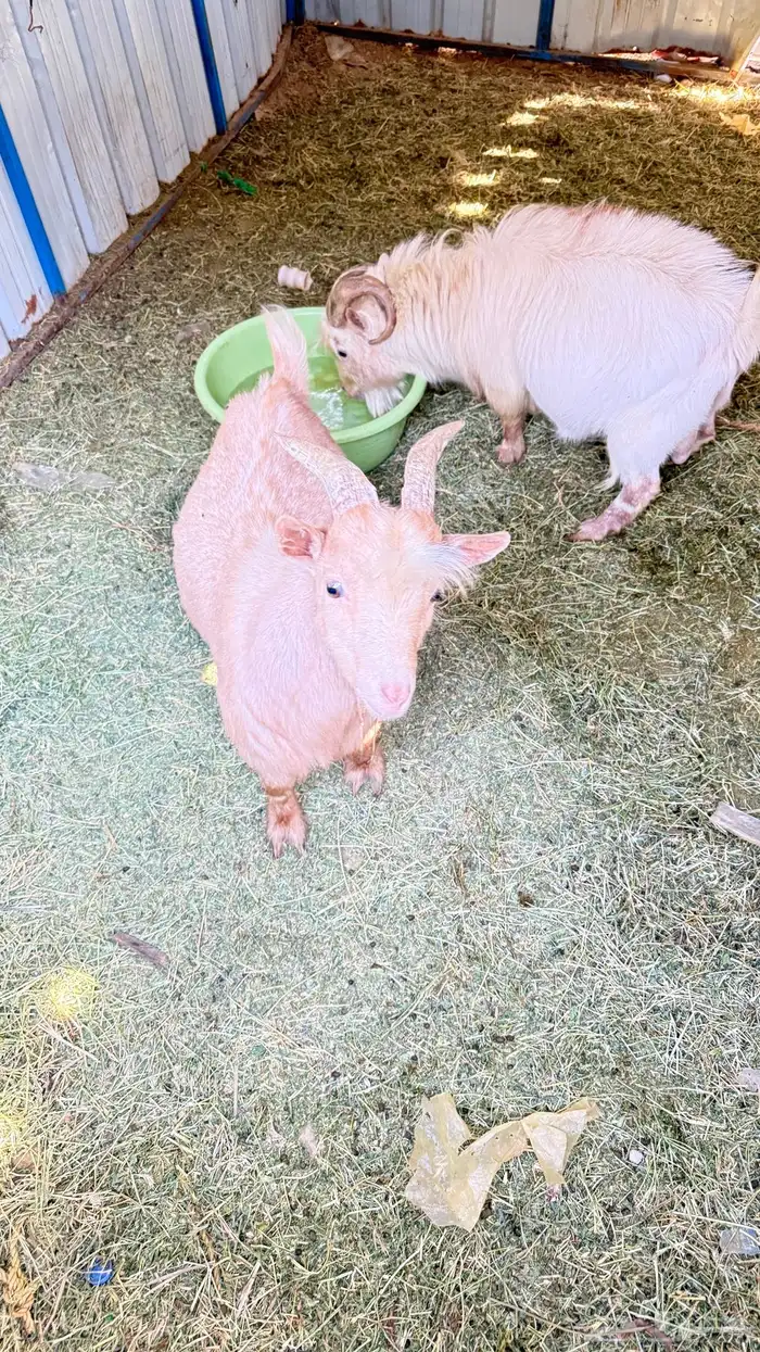 فحيل ماعز قزم 1