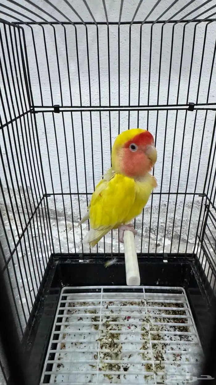 انثى روز لاتينو جاهزه 5