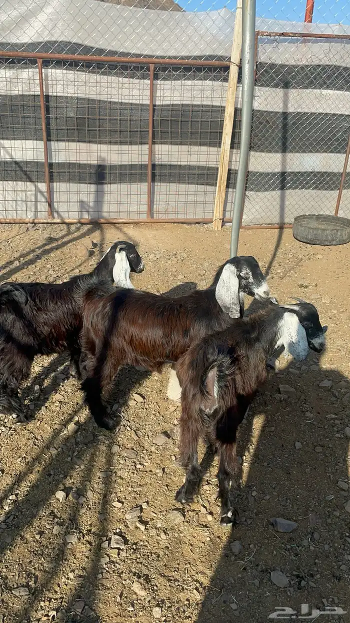 جفار ذبايح او مقنوي طيبات بالحيل(تم البيع) 10